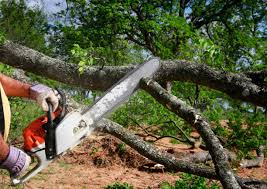 Best Tree Cabling and Bracing  in Silver Bay, MN