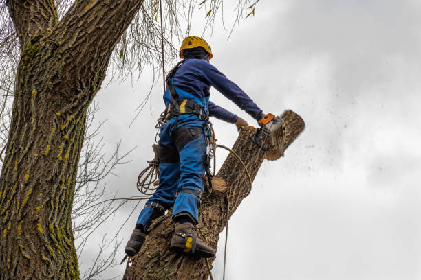 Best Utility Line Clearance  in Silver Bay, MN