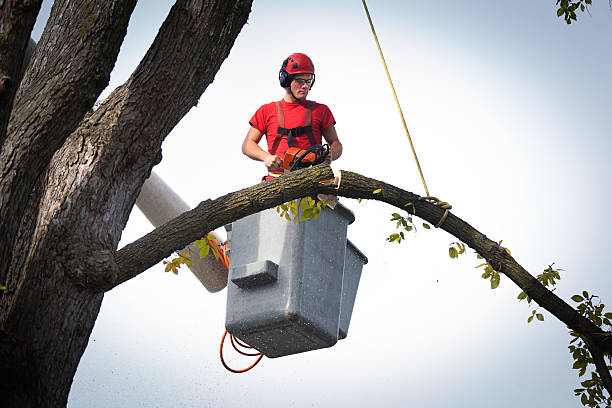 Best Root Management and Removal  in Silver Bay, MN