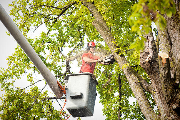 Best Tree Risk Assessment  in Silver Bay, MN