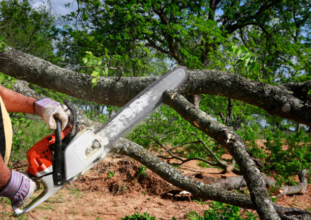 Best Commercial Tree Services  in Silver Bay, MN